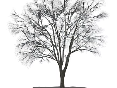 Tall Bare Arbor In Winter With Leafless Branches And Thick Trunk 3d model