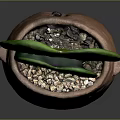 Heart Shaped Green Succulent Plant in Brown Clay Pot with Simple Gray Background