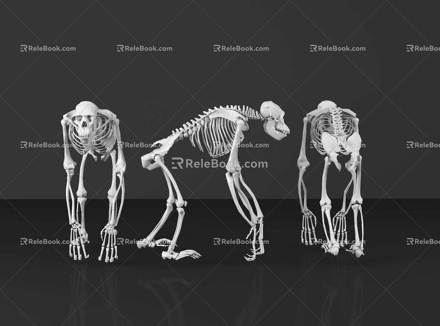 Skeleton Skeleton Human Orangutan Skeleton Bone Bone Human Organ Specimen Human Specimen Medical Equipment 3d model