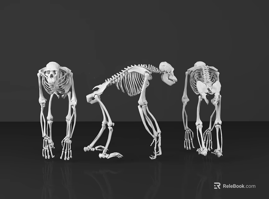 Medical Devices Educational Human Skeleton Models in Various Poses for Anatomical Teaching 3d model 