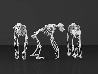 Skeleton Human Orangutan Skeleton Bone Human Organ Specimen Human Specimen Medical Equipment 3d model