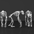 Skeleton Skeleton Human Orangutan Skeleton Bone Bone Human Organ Specimen Human Specimen Medical Equipment 3d model