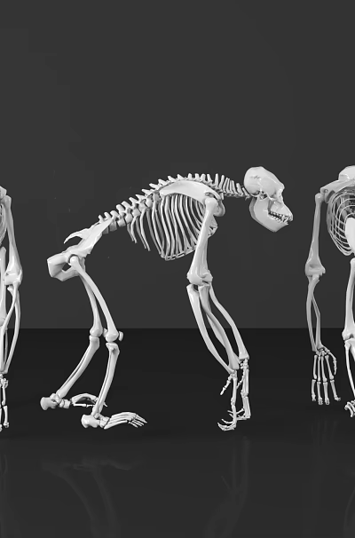 Medical Devices Educational Human Skeleton Models in Various Poses for Anatomical Teaching 3d model
