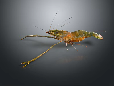 Close Up View of Colorful Shrimp With Long Antennae And Segmented Body 3d model