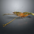 Close Up View of Colorful Shrimp With Long Antennae And Segmented Body