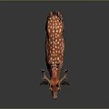 Spotted Deer With Orange Coat White Spots And Large Antlers Standing On Dark Background