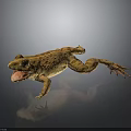 Frog With Open Mouth And Webbed Feet On Dark Background Showing Reflection And Rough Skin