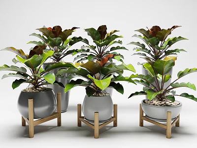 Decorative Bonsai Plants with Green and Red Leaves in Metal Ceramic Pots on Wooden Stands 3d model
