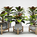 Decorative Bonsai Plants with Green and Red Leaves in Metal Ceramic Pots on Wooden Stands
