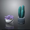 Purple Succulent in White Pot and Green Cactus in Blue Pot for Indoor Decor