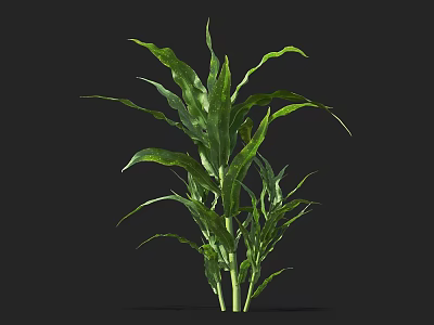Vibrant Green Corn Plant With Healthy Growing Leaves As Agricultural Crop 3d model