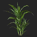 Vibrant Green Corn Plant With Healthy Growing Leaves As Agricultural Crop