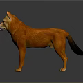 Orange Shiba Inu Dog Standing On Dark Background With Reflective Surface