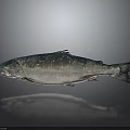 Fresh Whole Silver Salmon Fish With Dark Fins On Gray Background And Reflection