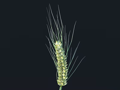 Single Green Wheat Ear With Long Awns Isolated On Black Background 3d model