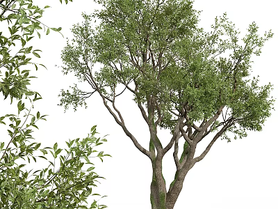 Lush Tall Arbor Tree With Green Foliage Thick Trunk And Spreading Branches 3d model