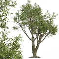 Lush Tall Arbor Tree With Green Foliage Thick Trunk And Spreading Branches