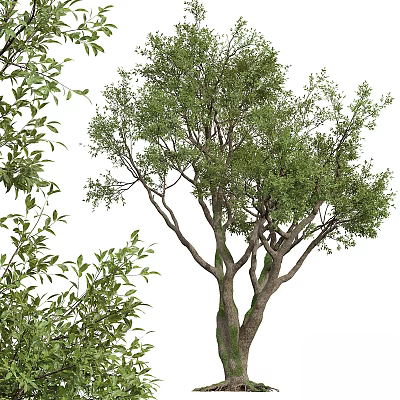 Lush Tall Arbor Tree With Green Foliage Thick Trunk And Spreading Branches 3d model