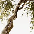 Potted Bonsai Plant With Curved Trunk And Lush Foliage In White Pot