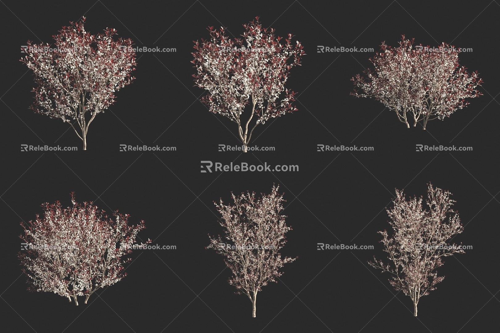 Purple Leaf Dwarf Cherry Red Cherry Tree Shrub 3d model