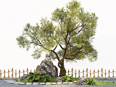 Natural Plant Combination With Olive Tree Large Rock Small Plants Bamboo Fence And Stone Path 3d model