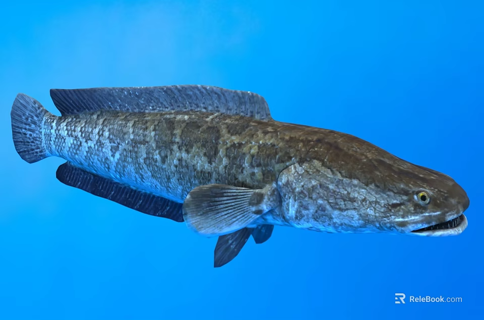 Large Aquatic Fish With Dark Scales Swimming In Clear Blue Water 3d model 