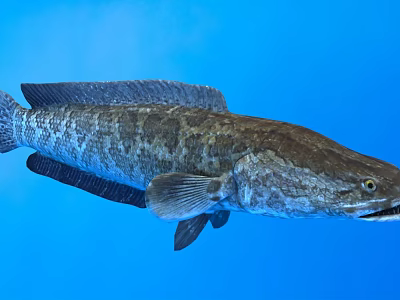 Large Aquatic Fish With Dark Scales Swimming In Clear Blue Water 3d model