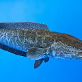 Large Aquatic Fish With Dark Scales Swimming In Clear Blue Water
