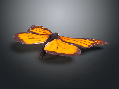 Monarch Butterfly With Orange And Black Open Wings On Dark Gray Background 3d model