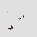 Vibrant Dynamic Butterflies Flying Along Lines And Hovering Gracefully In Place