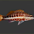 Colorful Red And White Striped Fish With Orange Fins On Gray Background With Reflection