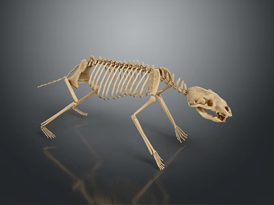 Detailed Animal Skeleton 3D Model With Anatomical Structure On Dark Background 3d model