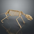 Detailed Animal Skeleton 3D Model With Anatomical Structure On Dark Background 3d model