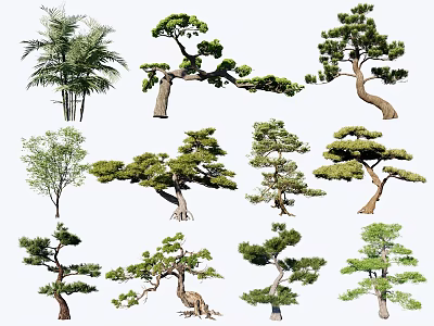 Different Arbor Tree Species Including Pine Palm And Fir With Unique Shapes 3d model