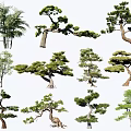 Different Arbor Tree Species Including Pine Palm And Fir With Unique Shapes 3d model
