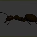Detailed Black Ant With Long Antennae And Segmented Body On Dark Background