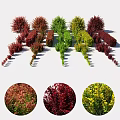Colorful Shrubs For Garden Landscaping With Various Red Green Yellow Hues