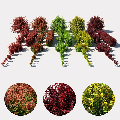 Colorful Shrubs For Garden Landscaping With Various Red Green Yellow Hues 3d model