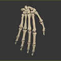 Hand Skeleton Anatomical Model Showing Detailed Bone Structure And Joint Components 3d model