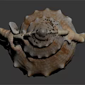 Conch With Natural Brown And White Spiral Texture And Surface Nodules On Dark Background