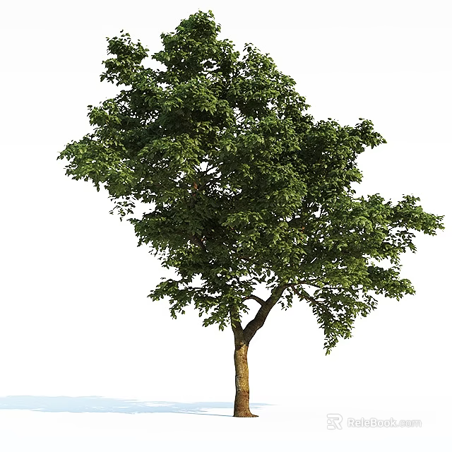 Tall Lush Arbor with Dense Green Foliage and Straight Brown Trunk 3d model 
