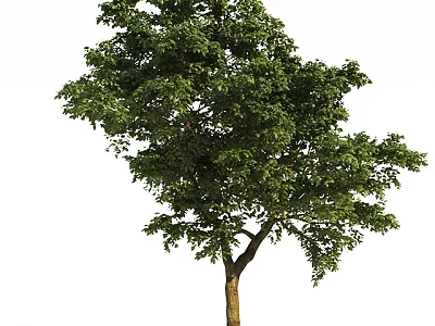 Tall Lush Arbor with Dense Green Foliage and Straight Brown Trunk 3d model