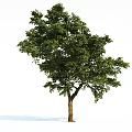 Tall Lush Arbor with Dense Green Foliage and Straight Brown Trunk