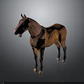 Realistic Brown Standing Horse On Dark Background With Clear Reflection 3d model