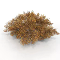 Lush Golden Shrub Like Plant With Dense Foliage And Decorative Structure