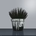 Bonsai Potted Plant In White Black Dripped Pot With Black Spiky Leaves On Gray Surface