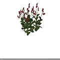 Vibrant Red Flowering Garden Plants With Green Leaves And Measured Height Dimensions