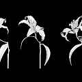 White Lilies In Different Shapes With Stems And Leaves On Black Background