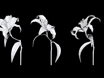 White Lilies In Different Shapes With Stems And Leaves On Black Background 3d model