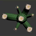 Green Cactus Plant With White Flowers And Multiple Branches On Dark Background